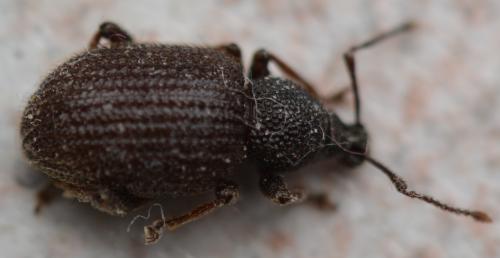 Otiorhynchus rugosostriatus